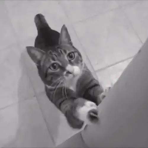 protectioncontrelesgriffespourchat